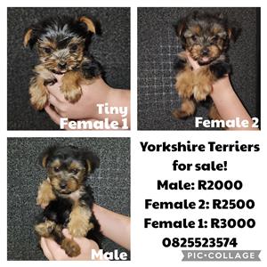 Yorkshire Terrier (Yorkie) Puppies