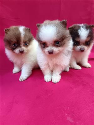 Pomeranian/Toy pom puppies