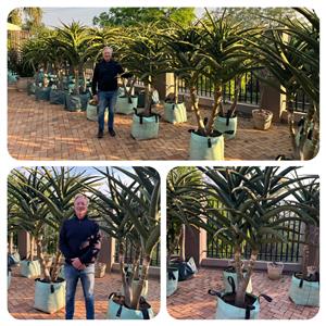 TREE ALOES / BOOMAALWYNE / ALOIDENDRON BARBERAE in 130-liter bags 2.0 m-2.3m 