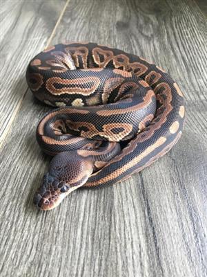Cinnamon male Ball Python 