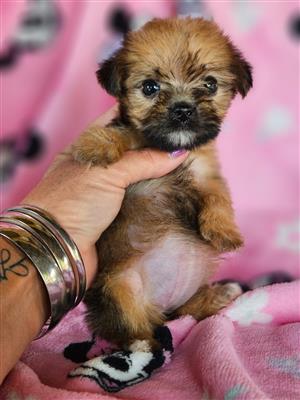 Beautiful teacup yorkie female