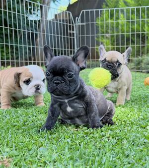 Gorgeous French bulldog puppies available