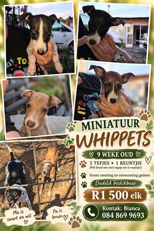 Whippets
