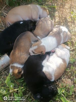 Jack Russel Female Puppies