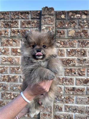 *Male Pomeranian Puppy for sale