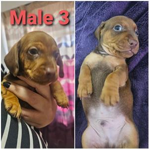 Miniature Dachshund puppies 
