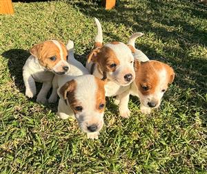 Purebred Jack Russel Puppies