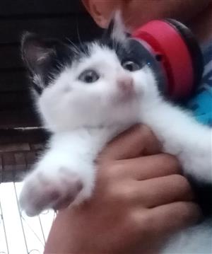 Beautiful kitten 8 weeks old