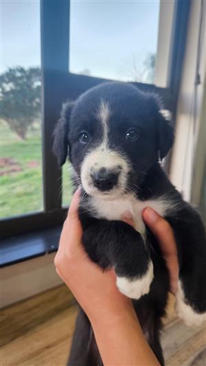 Border Collie puppies for sale