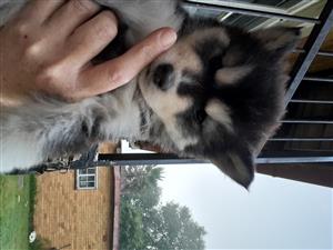 Husky puppy's 