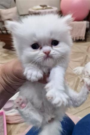 White Persian kitten