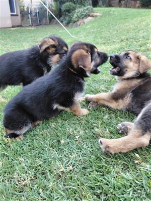 German Shepherd puppies