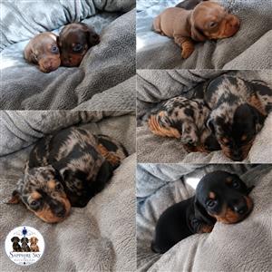 Duchshund puppies (sausage/ worsies)
