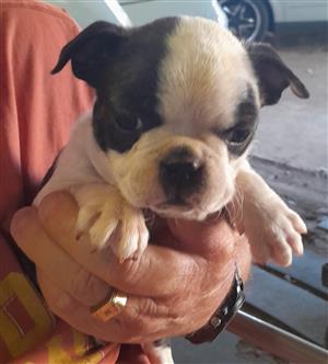 Boston terieers te koop 