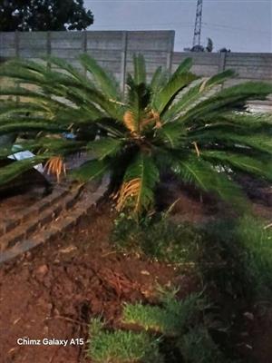Palm Tree For Sell Contact Us For Orders 