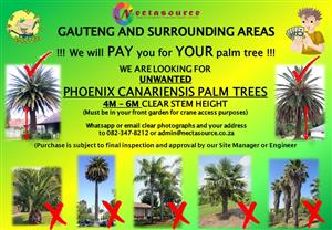 Looking for Phoenix canariensis palm trees