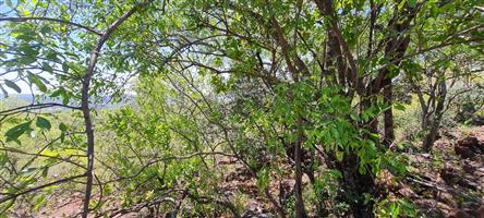 Farm For Sale in Modimolle Rural