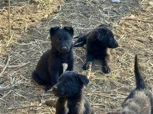 German Shepherd puppies for sale