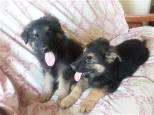 German Shepard puppies 
