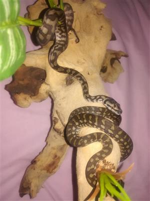 Carpet pythons (hatchlings) for adoption
