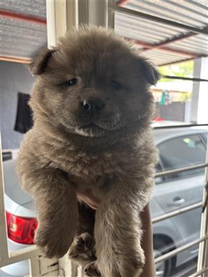 Chow chow Puppies for sale 