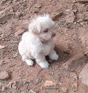 Maltese puppy