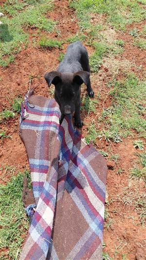 Belguin Shepard cross Dane
