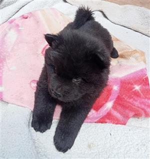 Chow Chow puppies 