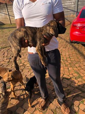 Puppies/ English Mastiff puppies- full dewormed and vaccinated 