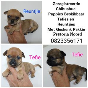 Chihuahua puppies 