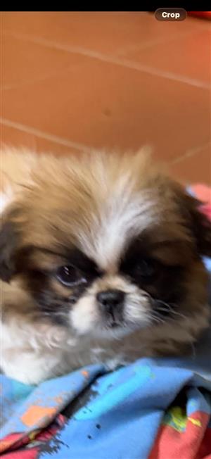Miniature Pekingese puppies