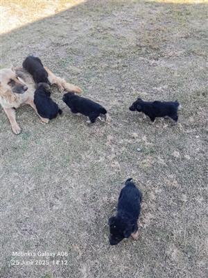 Pure Breed German Sheppards Puppies for sale