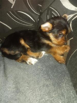 Pocket size female Yorkie and male 