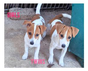 Jack Russell pups