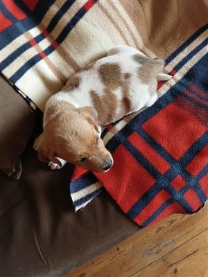 Pure bredJack Russell puppies