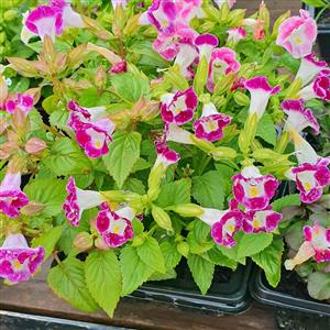 Flower Seedlings  GARDEN MARKET PLACE  NO 1 Gardens Road. HILLCREST