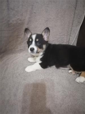 Corgi puppies 