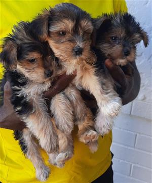 Adorable Yorkshire puppies 