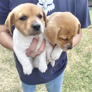 Jack Russel