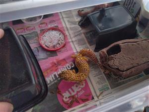 2 leopard geckos with complete starter kit and comes with 2 containers with inse