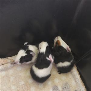 Guinea pig's