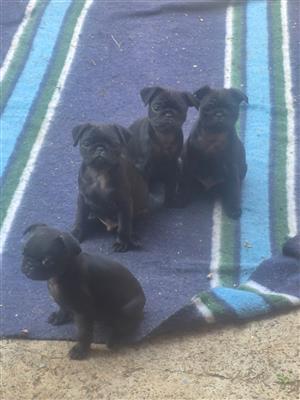 Pug puppies