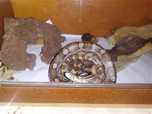 Cornsnake and Reptile Cabinet