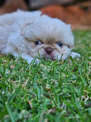 Pekingese Puppies