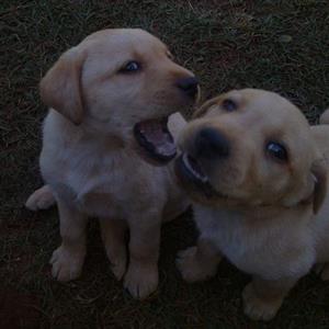 Golden Labrador Retriever puppies 