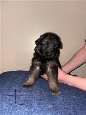 German shepherd and Belgian malinois mix puppies 