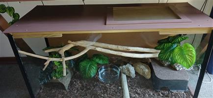 1,4m Female Gray rat snake with large enclosure for sale. Complete setup.