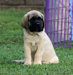 Beautiful English Mastiff puppies available