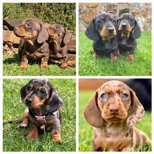 Miniature Dachshund (worshondjies / worsies) Puppies