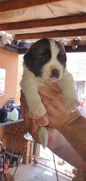 Pure breed Saint Bernard puppies